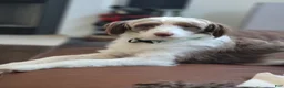 Aussiedoodle dogs for sale: Aussiedoodle 5 - Ad 13