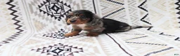Miniature Dachshund dogs for sale: Teddy - Ad 4