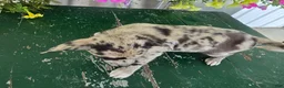 Chihuahua dogs for sale: Botches - Ad 3