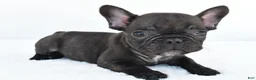 French Bulldog dogs for sale: Benji - Ad 4