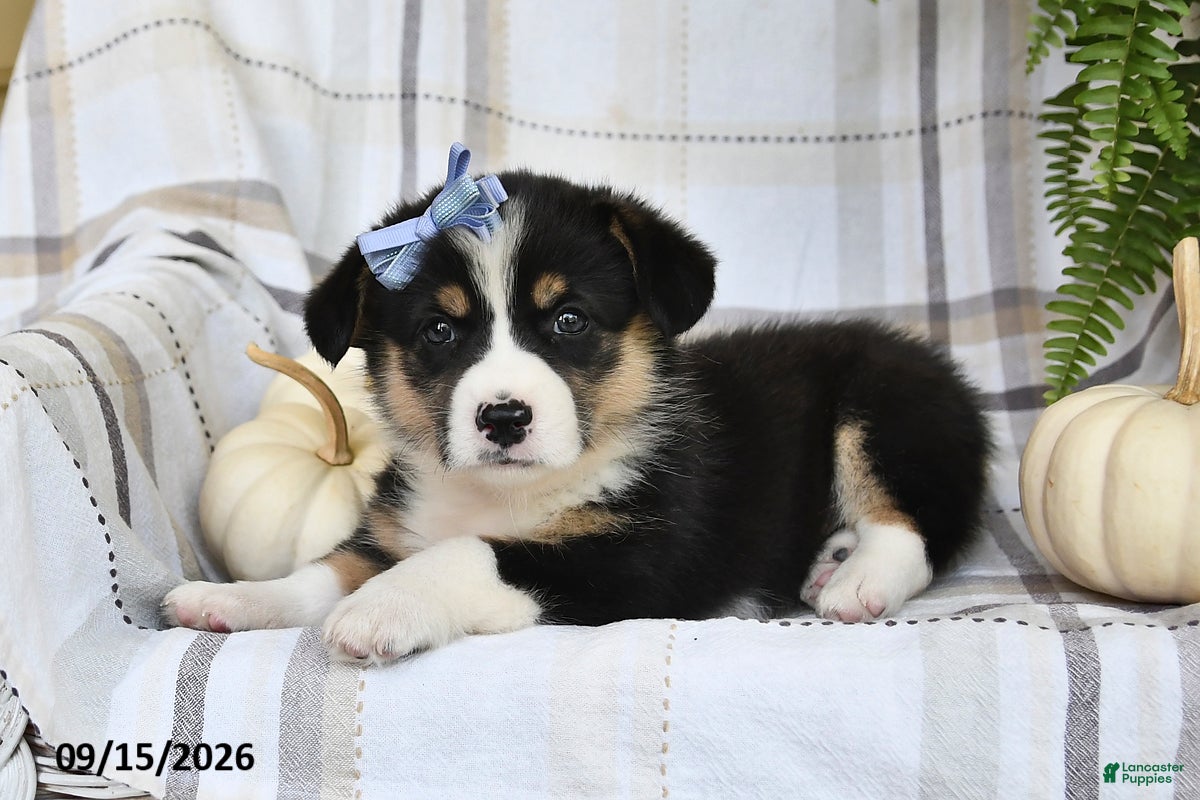 Welsh Corgi Pembroke dogs Lilly - Ad 1