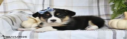 Welsh Corgi Pembroke dogs for sale: Lilly - Ad 1