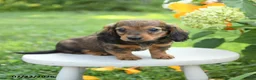 Miniature Dachshund dogs for sale: Precious - Ad 2