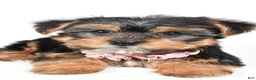 Yorkshire Terrier dogs for sale: Winnie - Ad 3