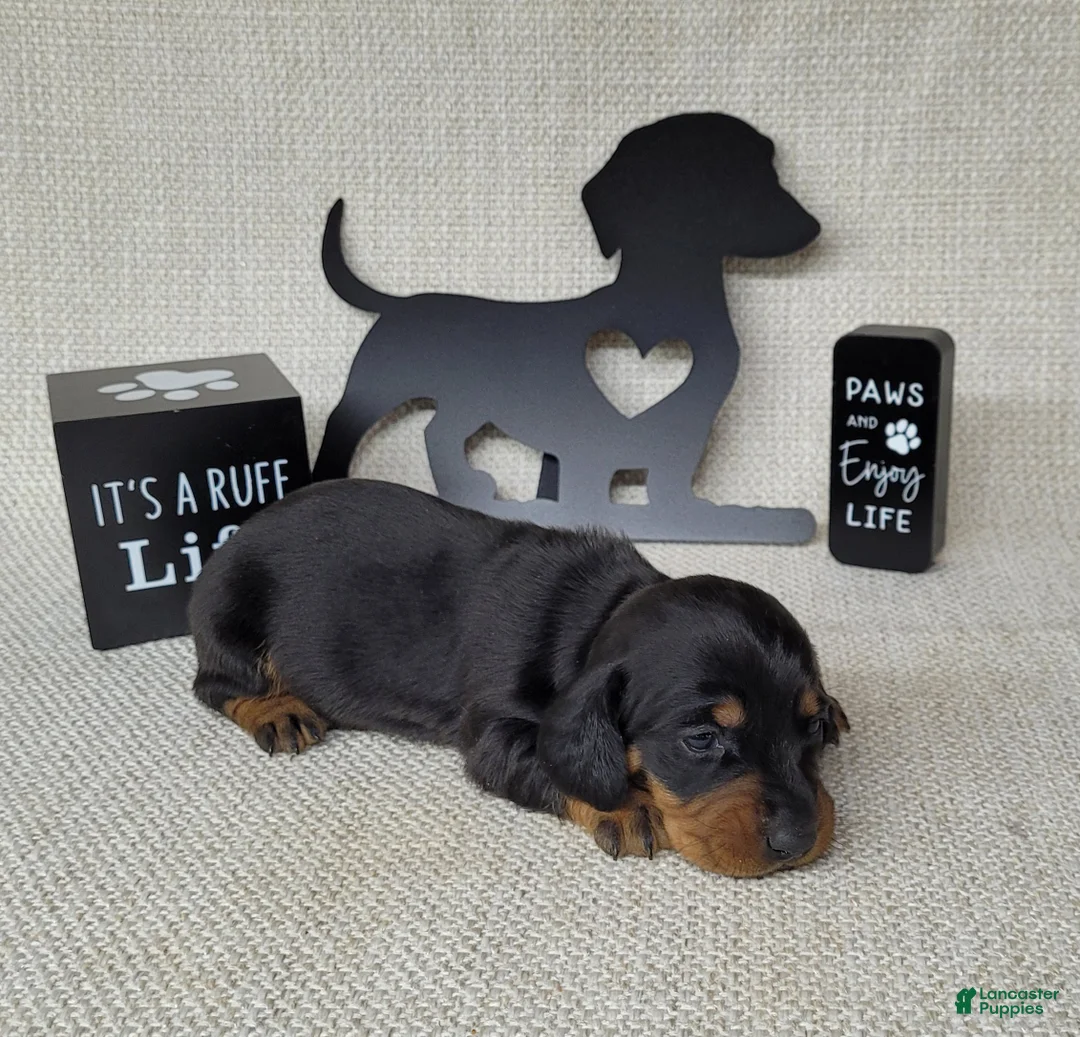 Miniature Dachshund dogs for sale: Sofia AKC - Ad 4