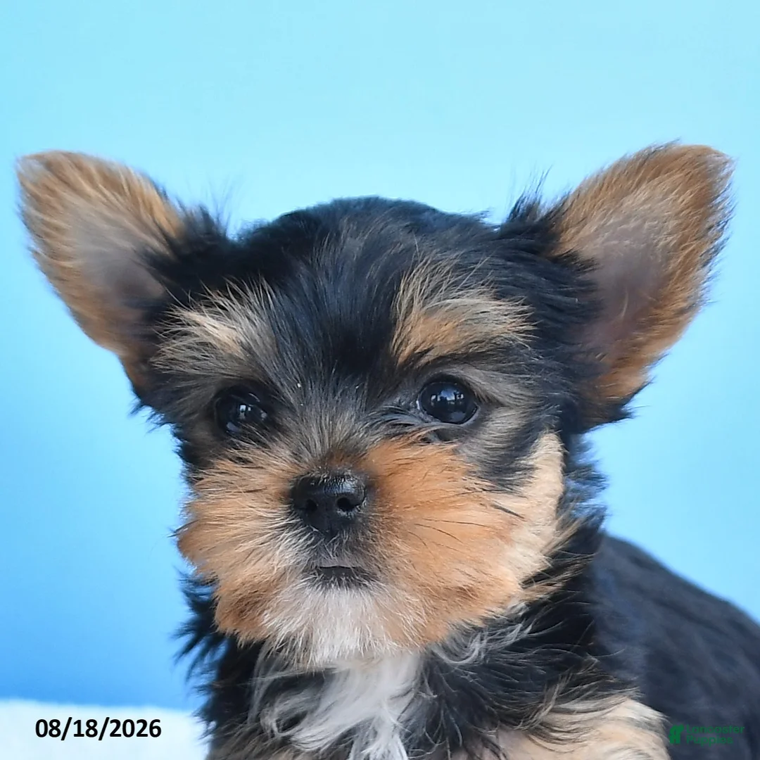 Yorkshire Terrier dogs for sale: Estelle - Ad 3