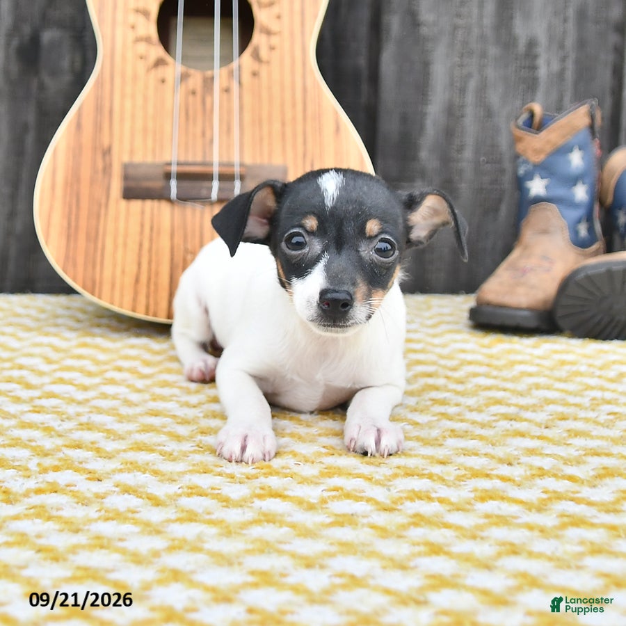 Toy Fox Terrier dogs Betsy - Ad 1