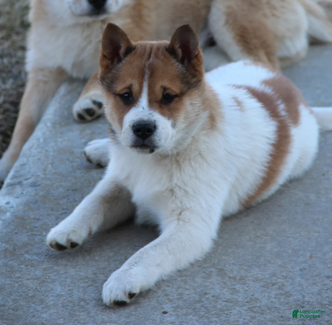 Mixed Breed dogs for sale: Franklin - Ad 1