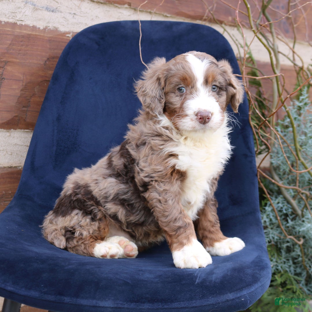 Mini Bernedoodle dogs for sale: Alex  - Ad 4