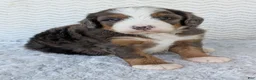 Mini Bernedoodle dogs for sale: Mini Louie  - Ad 20
