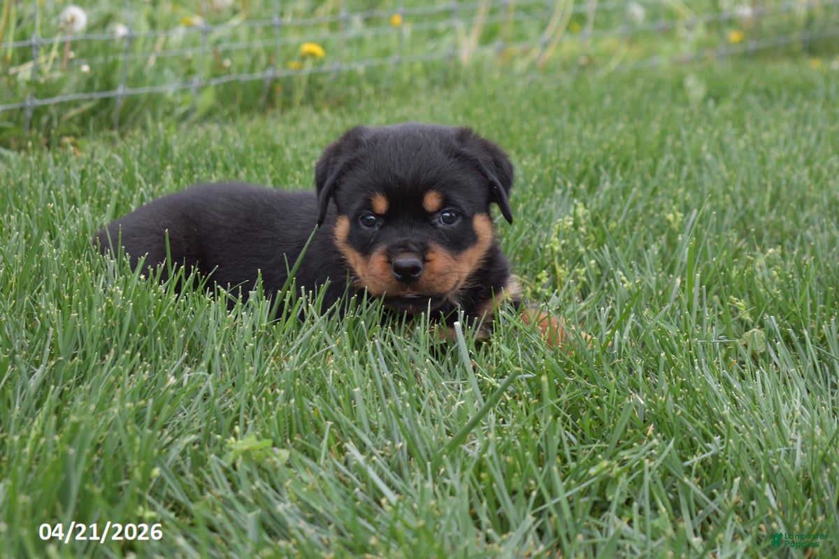 Rottweiler dogs Roscoe - Ad 2