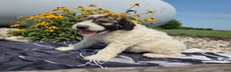 Mixed Breed dogs for sale: Conner - Ad 4