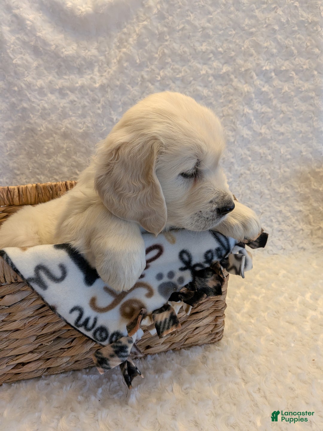 Golden Retriever dogs for sale: Echo - Ad 2