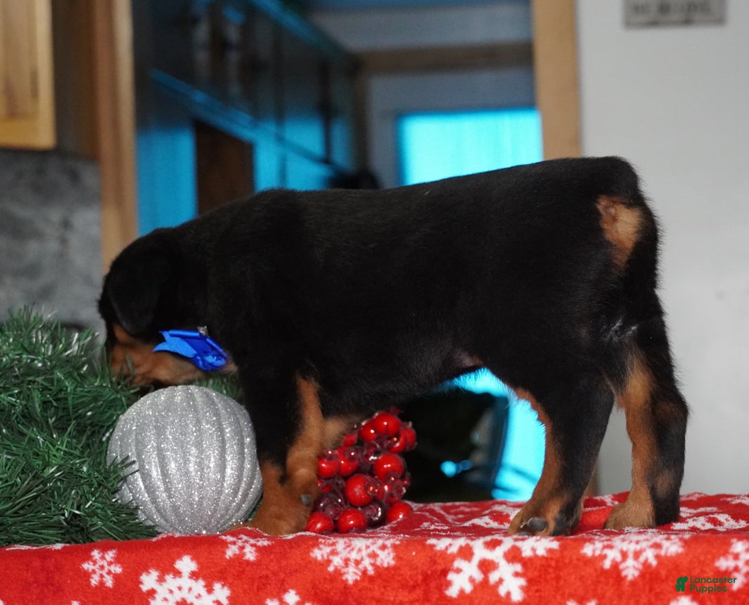Rottweiler dogs for sale: Duke - Ad 6