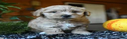 Maltipoo dogs for sale: Mopsy - Ad 2