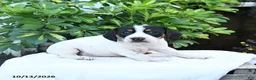 Mixed Breed dogs for sale: Betsy - Ad 4