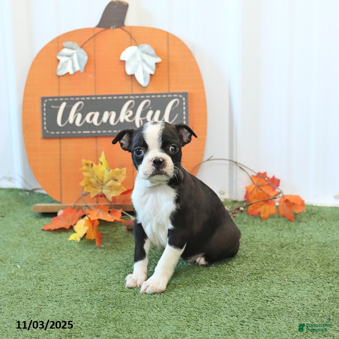 Boston Terrier dogs for sale: Yosemite - Ad 5
