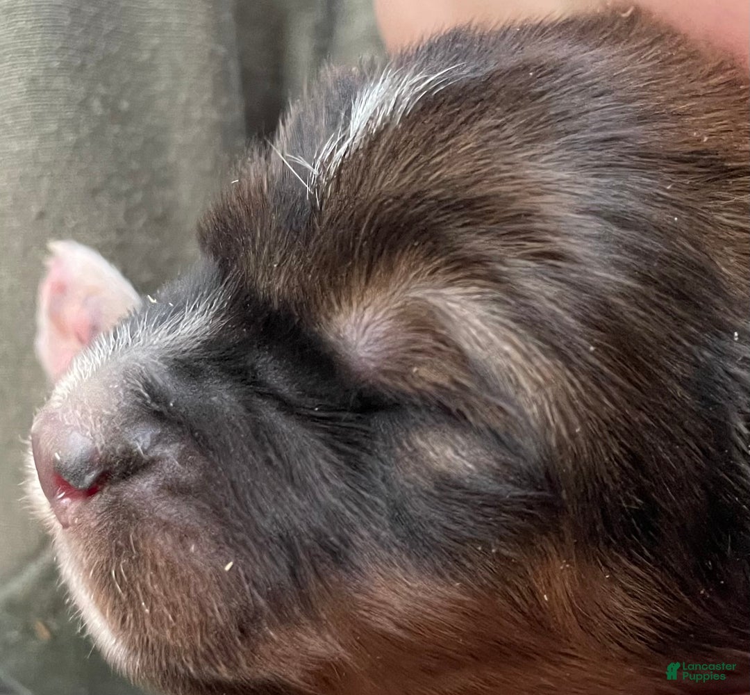 Mixed Breed dogs for sale: Tibetan Mastiff/Bernese Mountain Dog Male 1 - Ad 4