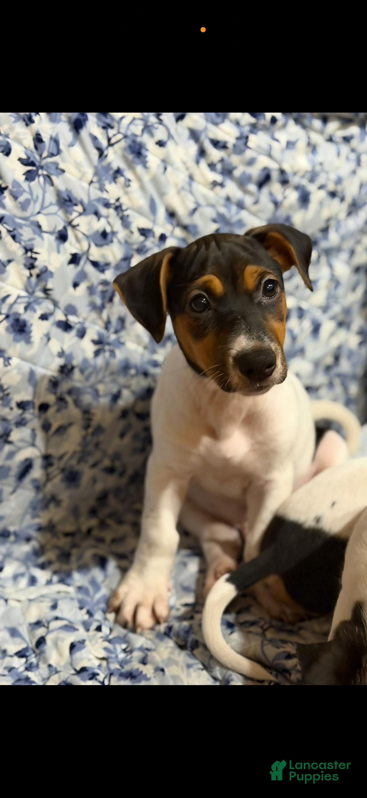 Jack Russell Terrier dogs Jack Russell Terrier 1 - Ad 2