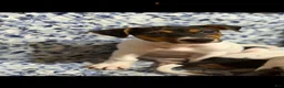 Jack Russell Terrier dogs for sale: Jack Russell Terrier 1 - Ad 2
