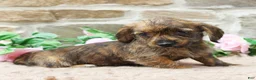 Miniature Dachshund dogs for sale: Phoenix - Ad 4