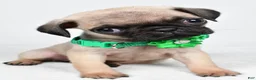 Pug dogs for sale: April - Ad 6