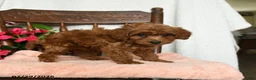 Maltipoo dogs for sale: Steward - Ad 3