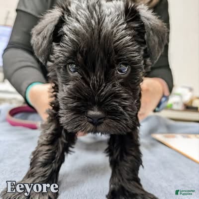 Miniature Schnauzer dogs for sale: "Euyore" - Ad 3