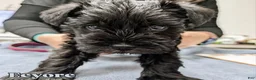 Miniature Schnauzer dogs for sale: "Euyore" - Ad 1