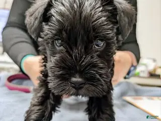 Miniature Schnauzer dogs for sale: "Euyore" - Ad 3