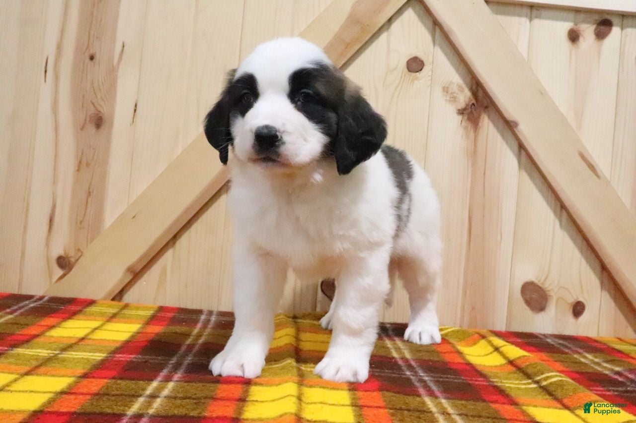 Saint Bernard dogs Berry - Ad 14