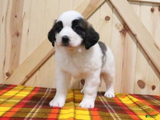 Saint Bernard dogs Berry - Ad 18