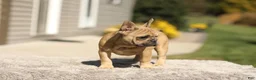 French Bulldog dogs for sale: Ocean – Fawn - Ad 4
