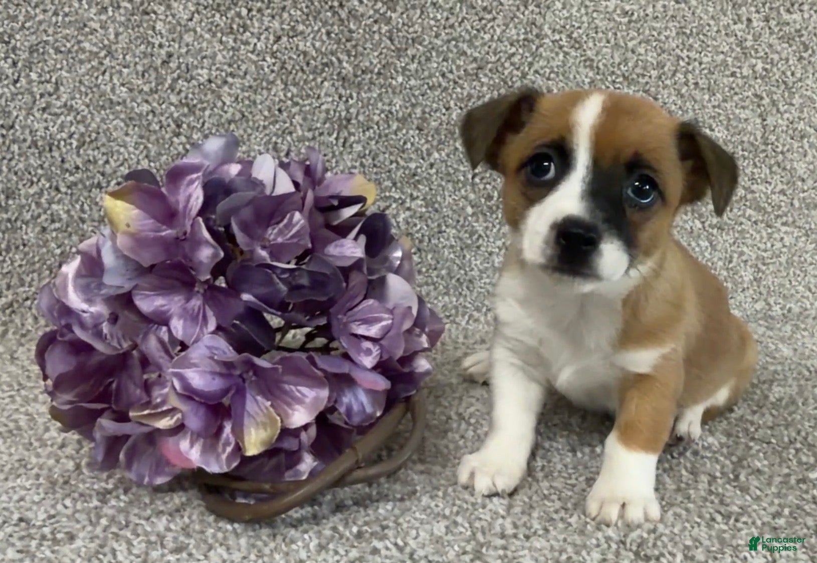 Jack Russell Terrier dogs Sabrina - Ad 1