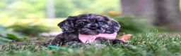 Cocker Spaniel dogs for sale: Gabby - Ad 8