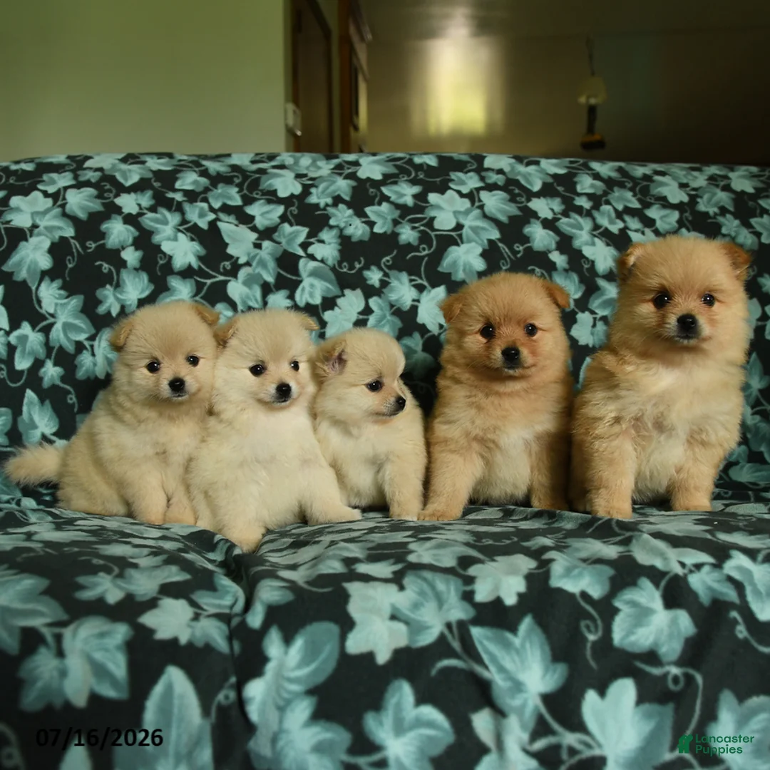 Pomeranian dogs for sale: Felicity - Ad 5