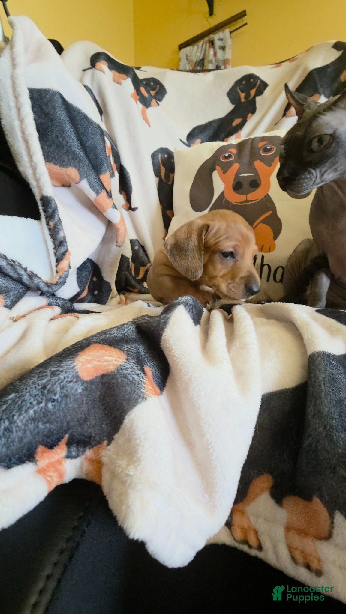 Miniature Dachshund dogs for sale: Danny - Ad 6