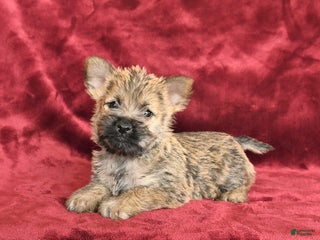 Cairn Terrier dogs - Ad 13
