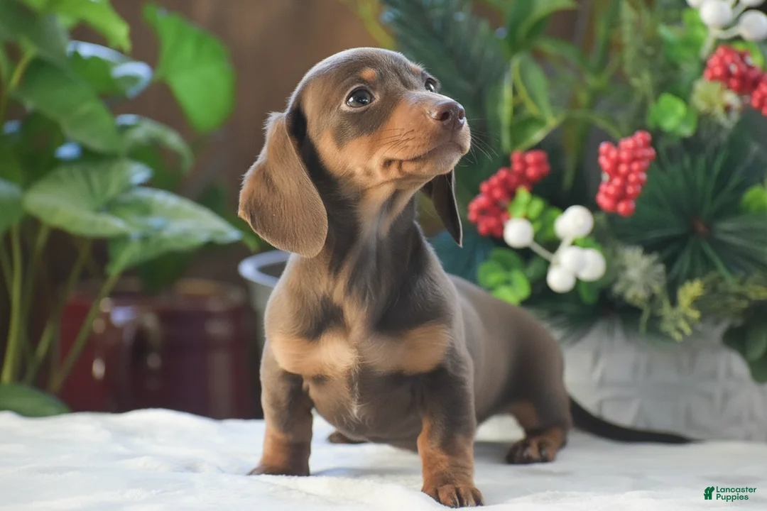 Dachshund dogs for sale: Sprinkles - Ad 2