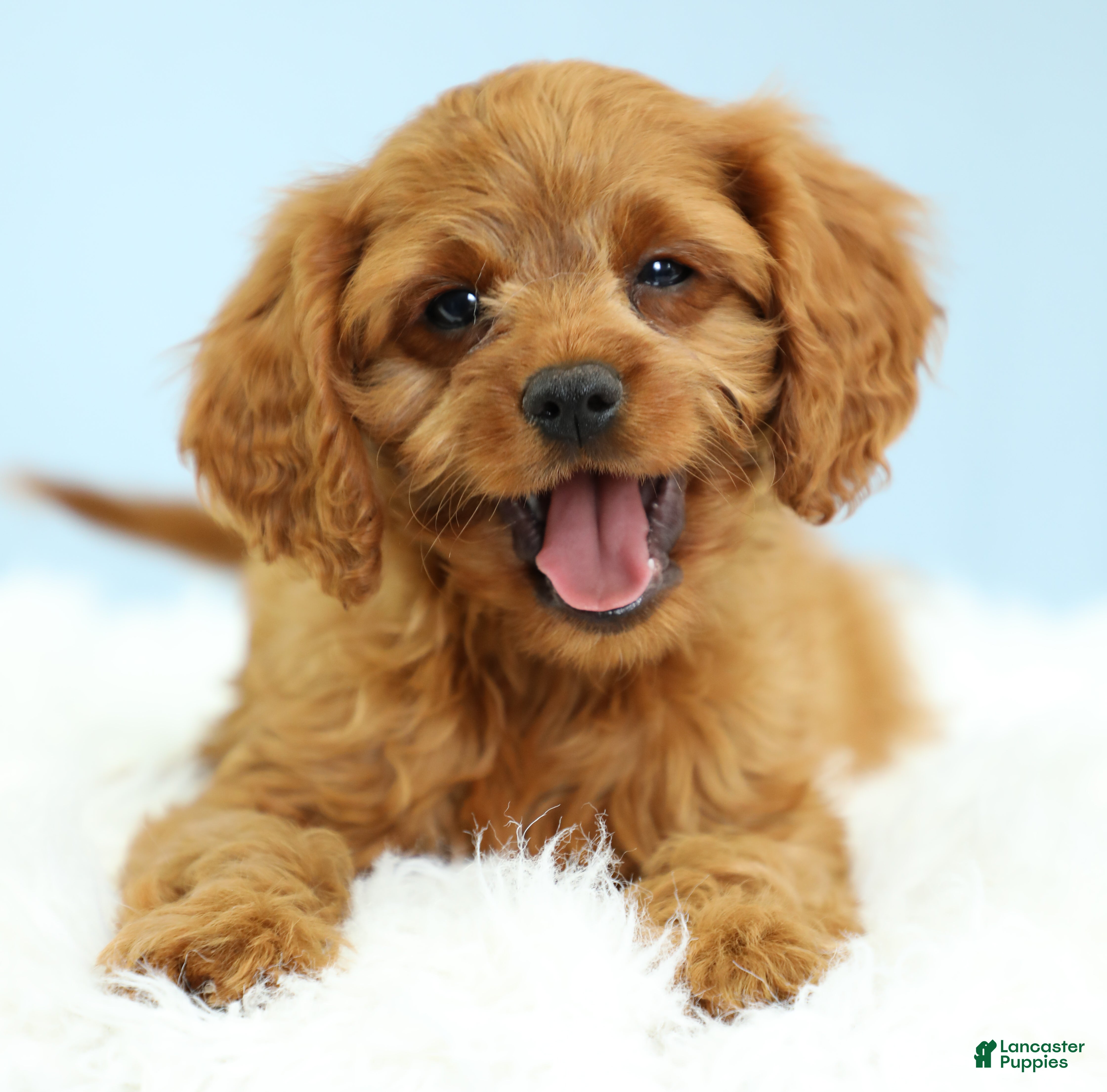 Cavapoo dogs Waffles 🧇 - Ad 2