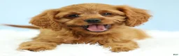 Cavapoo dogs for sale: Waffles 🧇 - Ad 2