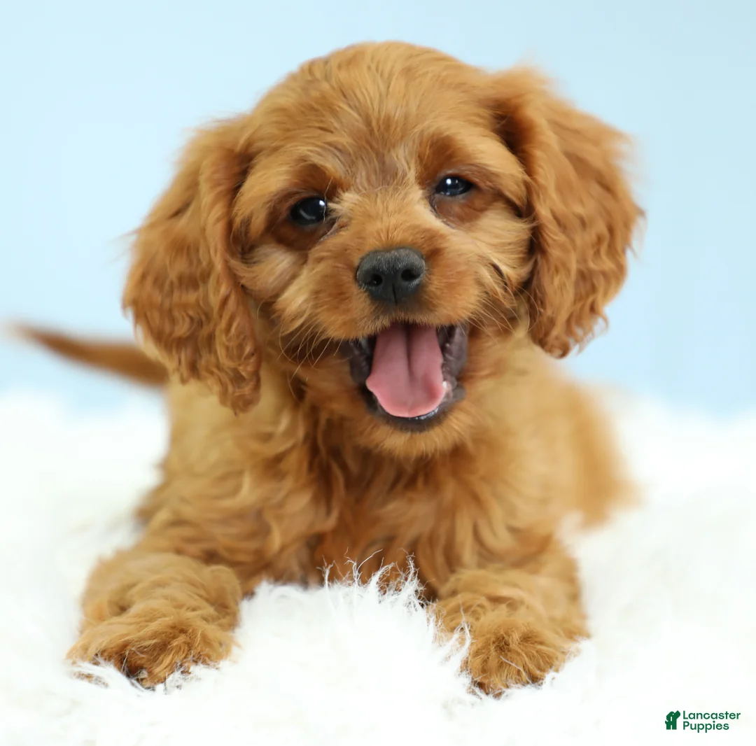 Cavapoo dogs for sale: Waffles 🧇 - Ad 2