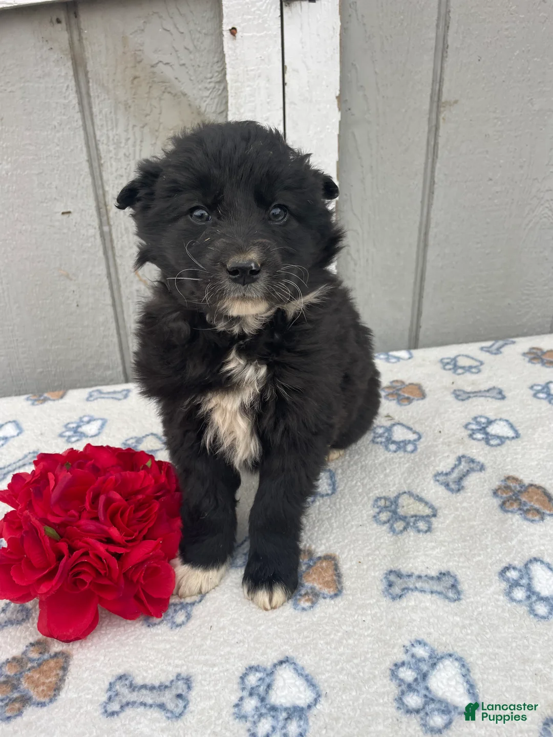 Border Collie dogs for sale: Buster - Ad 3