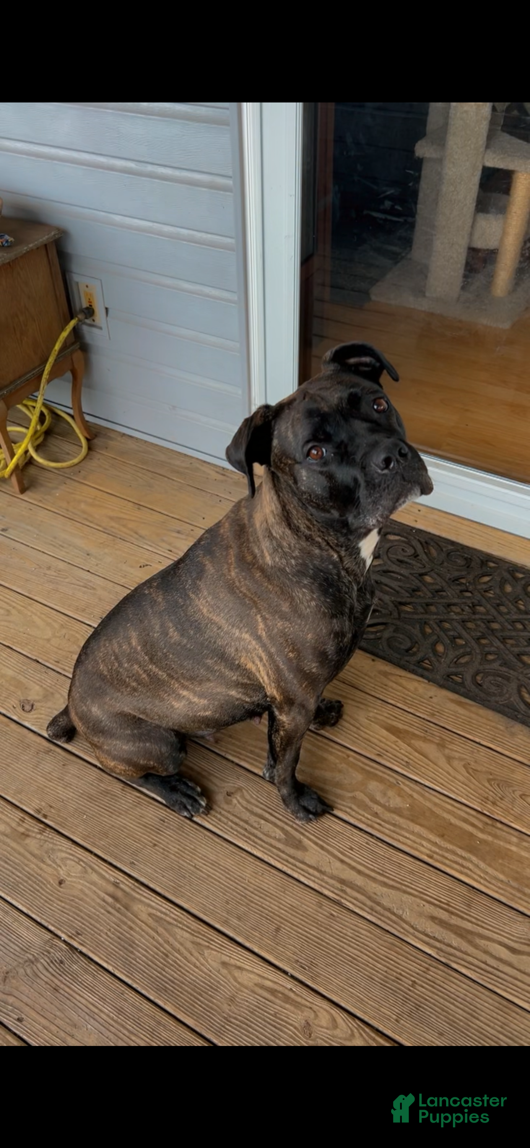 Cane Corso dogs for sale: Zues - Ad 13