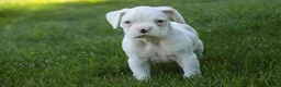 Boxer dogs for sale: Darius - Ad 3