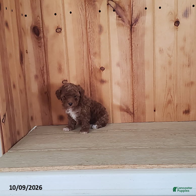 Princess (Toy Poodle, Female) in Millersburg, OH