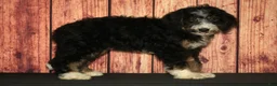 Bernedoodle dogs for sale: Rhonda - Ad 2