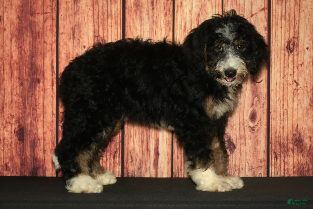 Bernedoodle dogs for sale: Rhonda - Ad 2