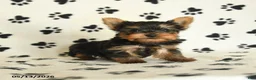 Yorkshire Terrier dogs for sale: Leon - Ad 3