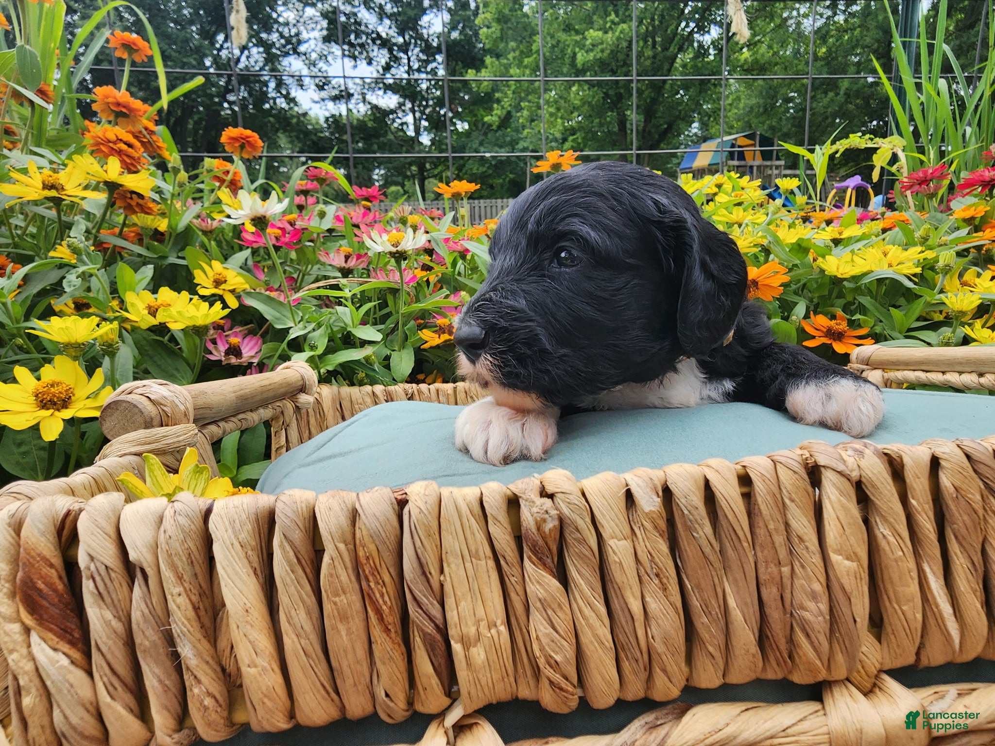 Mini Sheepadoodle dogs Rover - Ad 2